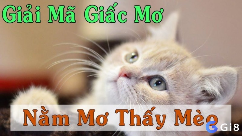 Cùng Gi8 giải mã giấc mơ thấy mèo chi tiết và đầy đủ nhất nhé!