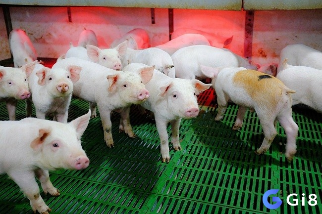 Mơ thấy toàn lợn trắng báo hiệu sự nghiệp có nhiều cơ hội phát triển tốt
