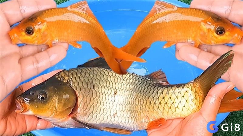Cùng gi8 tìm hiểu về nằm mơ bắt được cá chép đánh đề con gì nhé