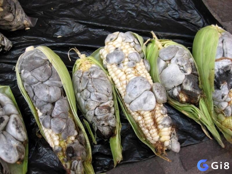 Mơ thấy trái bắp bị hỏng phản ánh một số vấn đề tiêu cực trong cuộc sống của bạn
