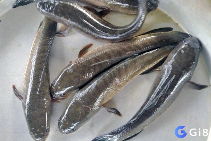 Giải mã giấc mơ thấy cá lóc cung cấp con số theo bối cảnh 
