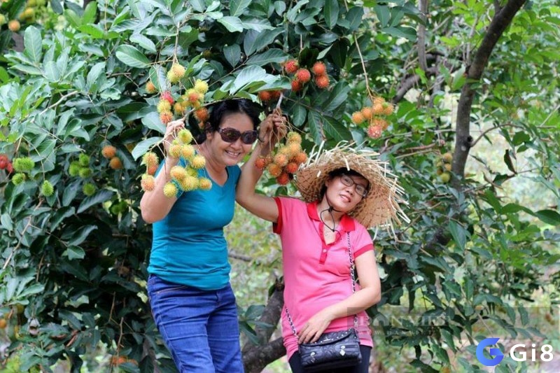 Mơ hái trái cây vận may sắp gõ cửa