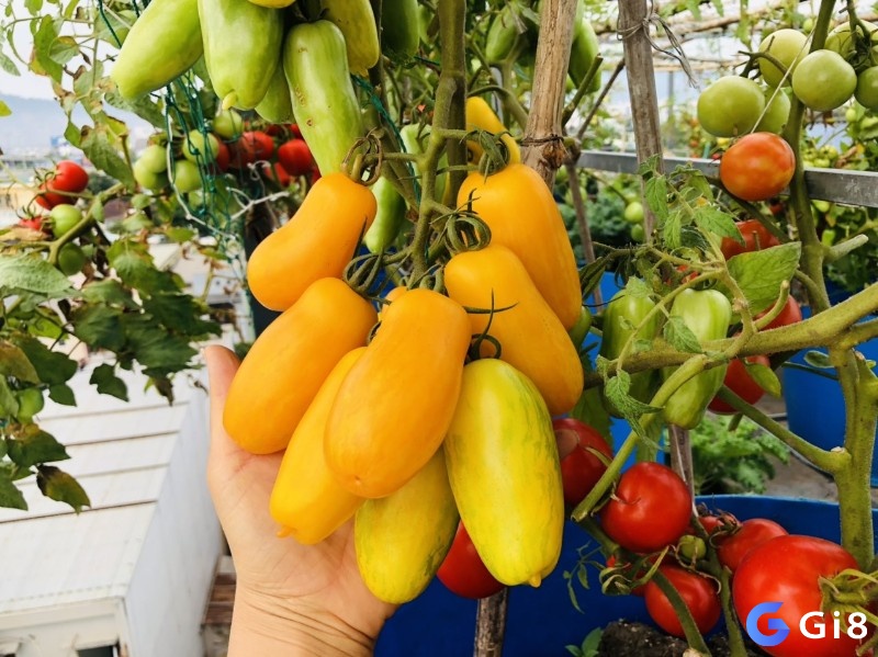 Giải mã giấc mơ thấy trái cây sum suê trên cây là điềm báo về sự thịnh vượng