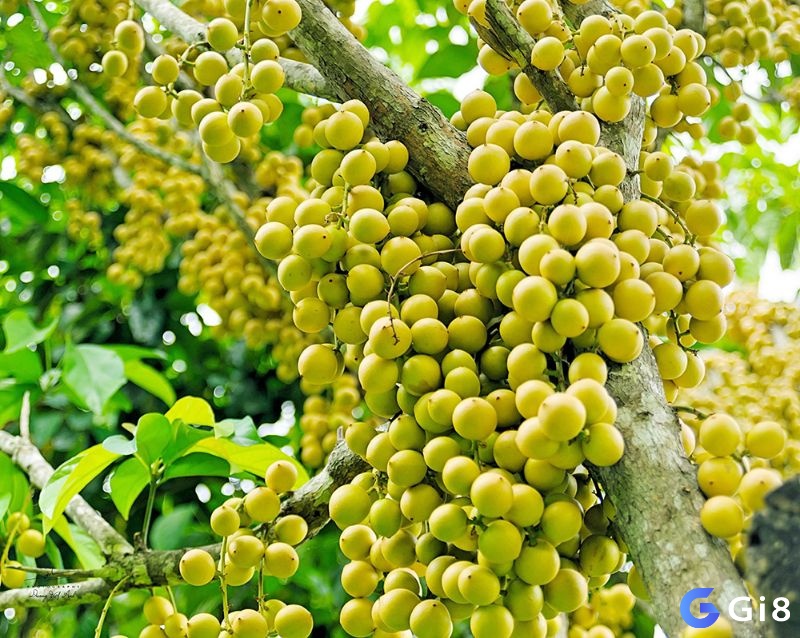 Giải mã giấc mơ thấy trái cây cho anh em nhiều con số đề may mắn