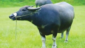 Giải mã giấc mơ thấy trâu? Mơ thấy trâu đánh số mấy?