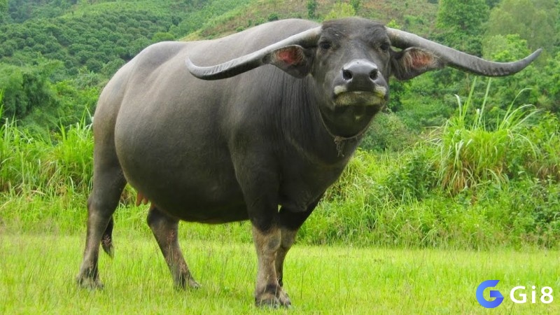 Tìm hiểu ý nghĩa mơ thấy trâu
