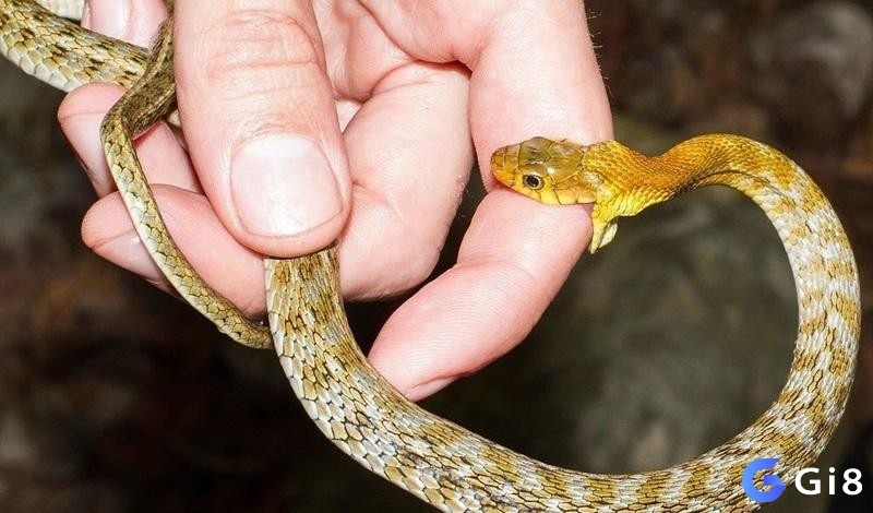 Mơ thấy rắn màu vàng giúp chủ mộng đổi đời chiều nay 
