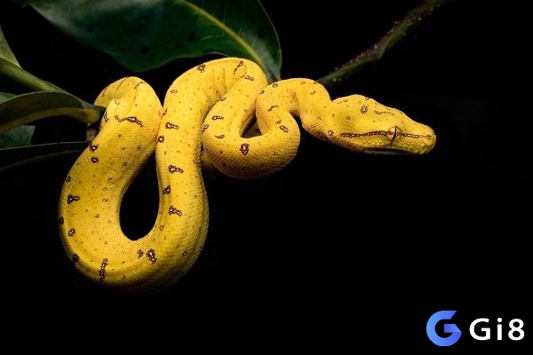 Mơ thấy rắn màu vàng đem lại cơ hội ăn thưởng lô đề 