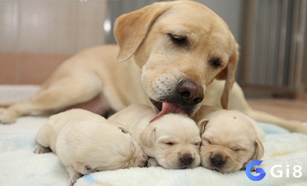 Giải mã giấc mơ thấy con chó theo hình ảnh mơ 