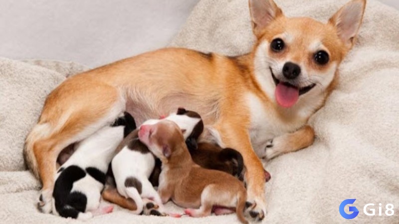 Mơ chó con mới đẻ là điềm báo rủi về tài chính 