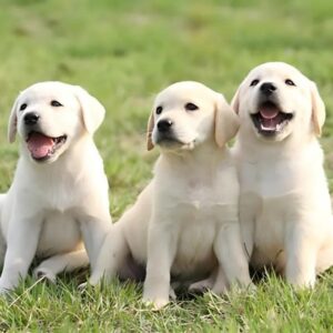 Giải mã giấc mơ thấy con chó và tìm ra số đề đổi đời