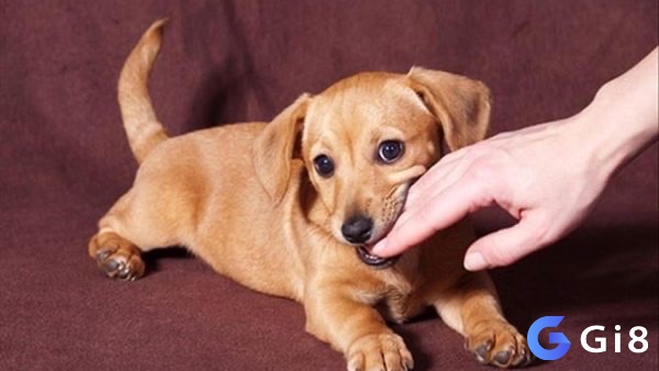 Các con số may mắn thường được anh em lựa chọn khi bị chó cắn theo quan niệm dân gian