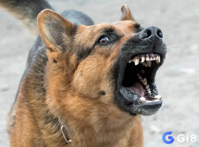 Mơ bị chó cắn có bộ số đề theo ngữ cảnh mơ 