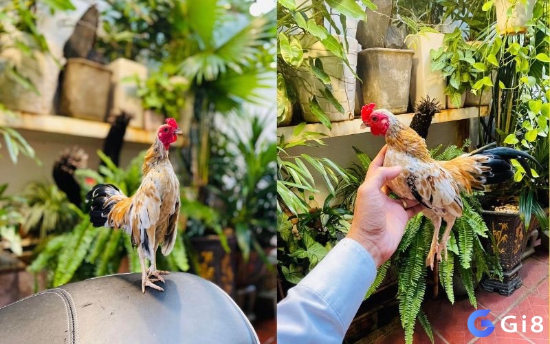 Việc chọn gà tre thi đấu đòi hỏi sự tinh tường, kinh nghiệm và hiểu biết sâu sắc về giống gà.