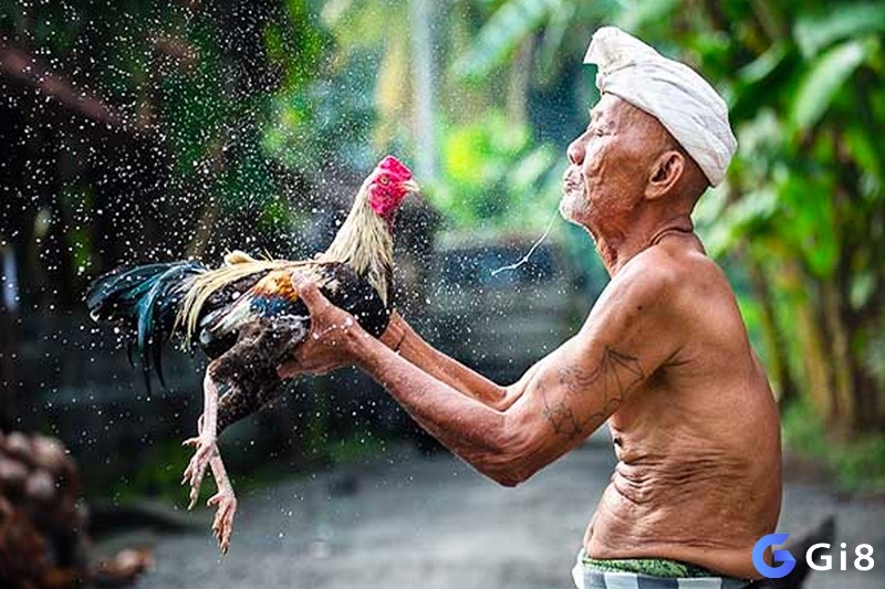 Trước khi thi đấu, gà được kiểm tra kỹ lưỡng về sức khỏe, trọng lượng và dụng cụ thi đấu.