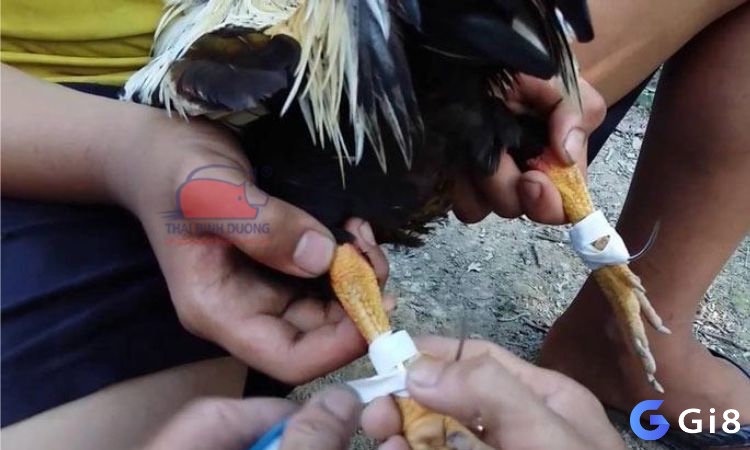 Cựa gà có hai loại: tự nhiên và nhân tạo, phải tuân thủ nghiêm ngặt về chất liệu và quy cách theo luật chơi đá gà tre.