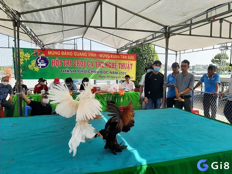 Sân đấu và thiết bị hỗ trợ được bố trí bài bản theo luật chơi đá gà tre để đảm bảo tính chuyên nghiệp và an toàn cho trận đấu.