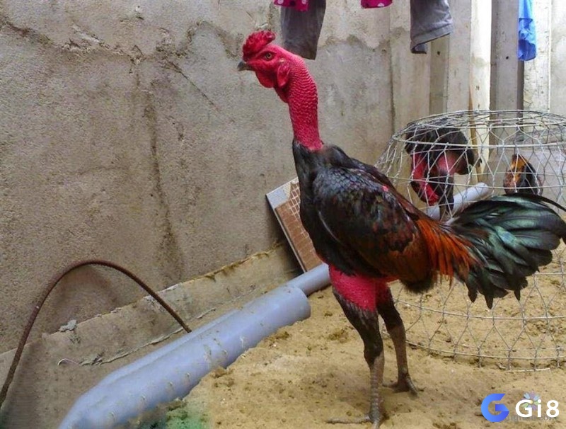 Đảm bảo chuồng trại đạt chuẩn là nền tảng quan trọng trong cách chăm sóc gà chọi để chiến kê luôn khỏe mạnh và sung mãn.