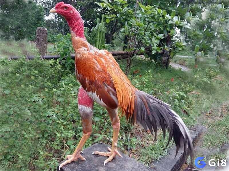 Chăm sóc gà mái đẻ và trống giống tốt sẽ nâng cao chất lượng trong cách chăm sóc gà chọi.