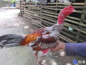 Cách chăm sóc gà chọi: Bí quyết chăm sóc từ chuyên gia