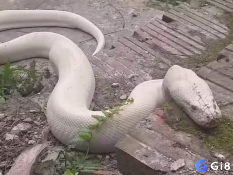 Mo thấy con trăn màu trắng mang đến điềm báo tích cực và may mắn cho bạn